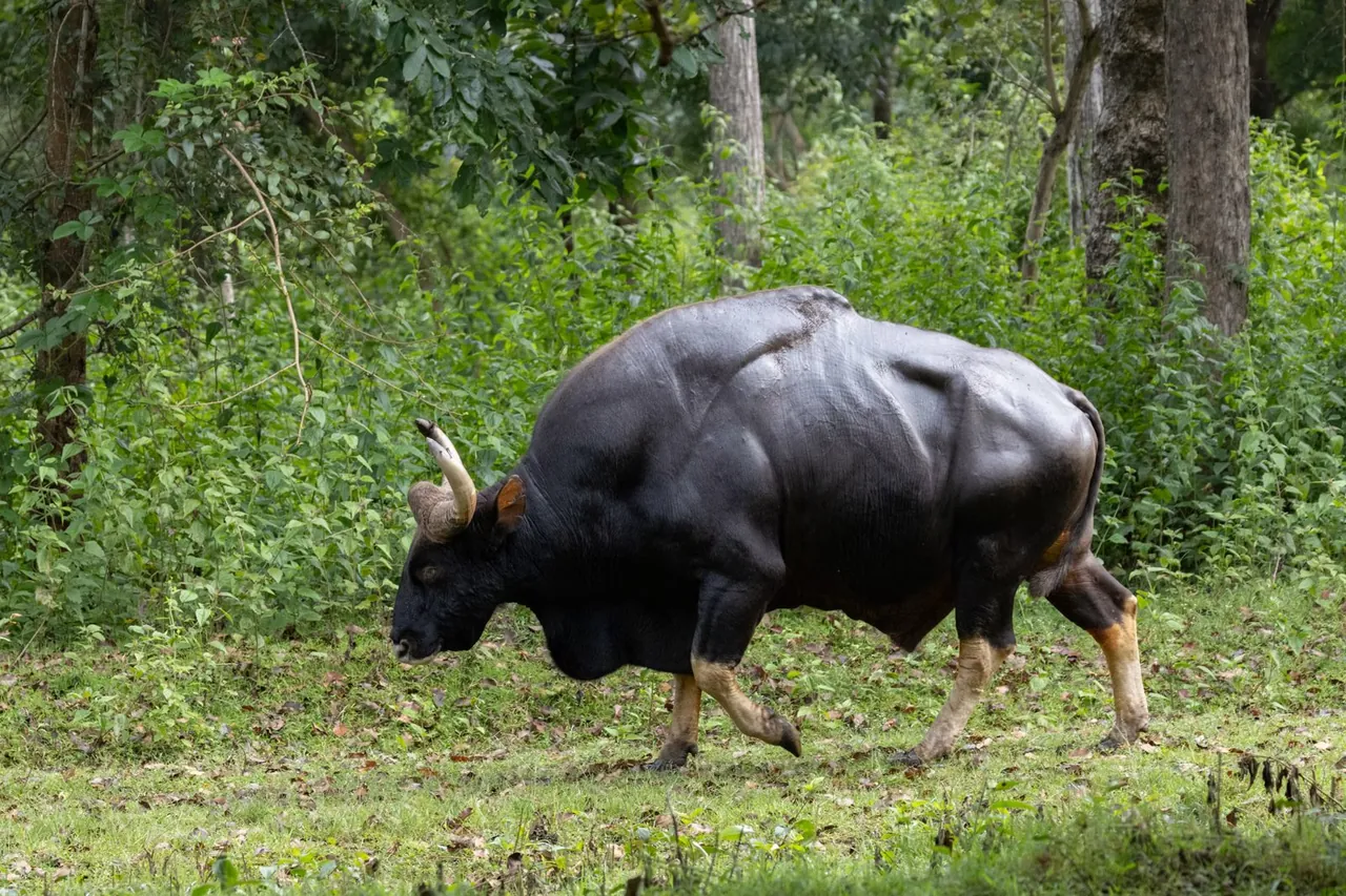 Indian gaur walking through forest undergrowth