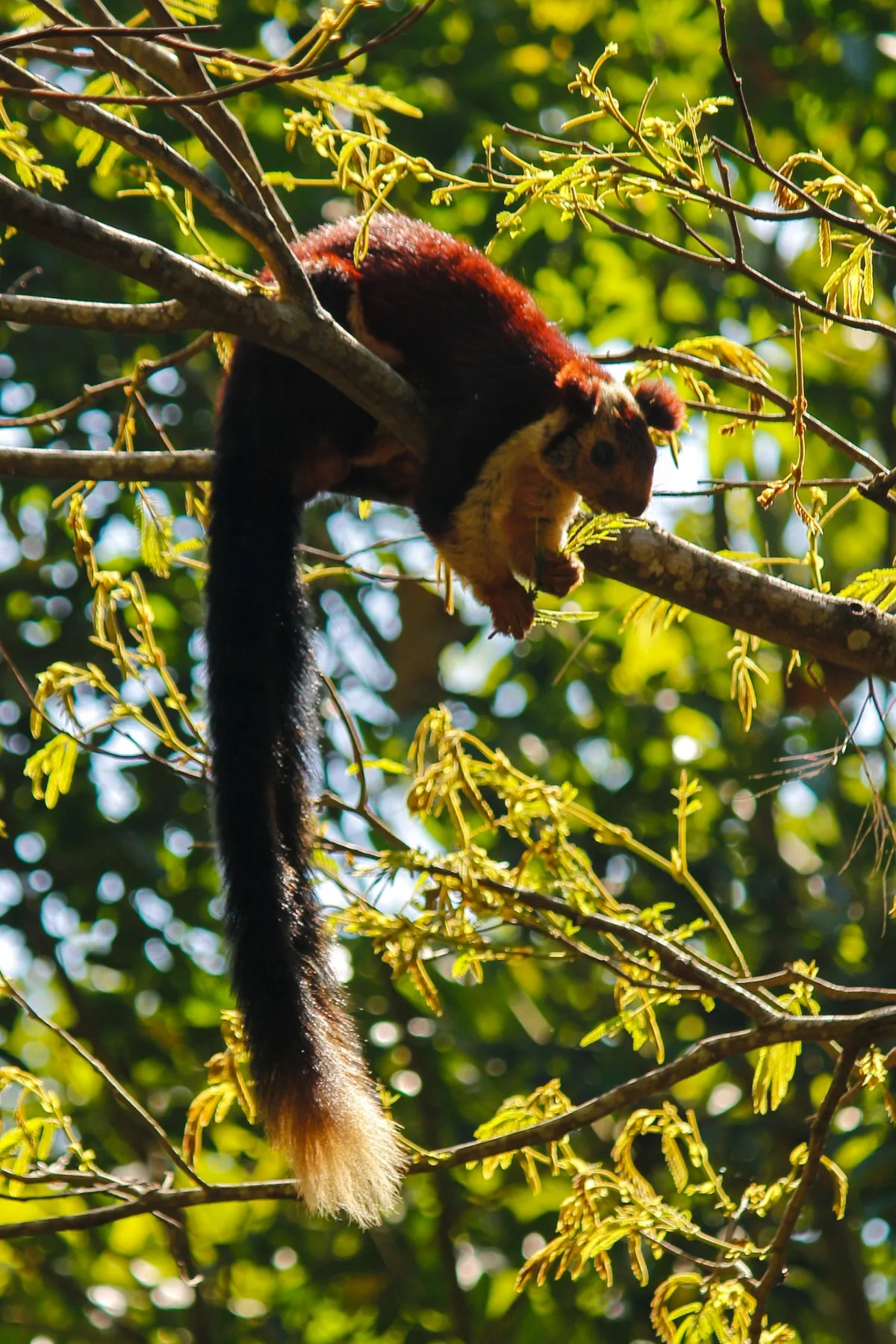 Malabar giant squirrel feeding on a branch in the forest canopy