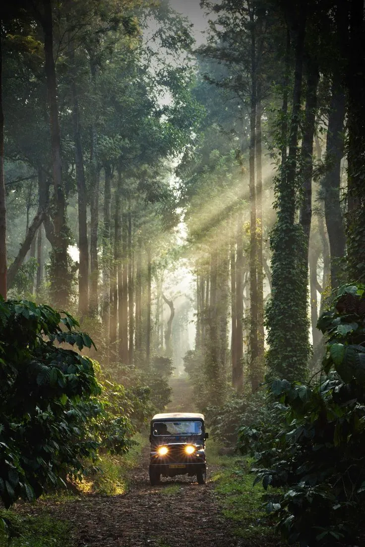 Shafts of morning light through mist on a forest track in Coorg