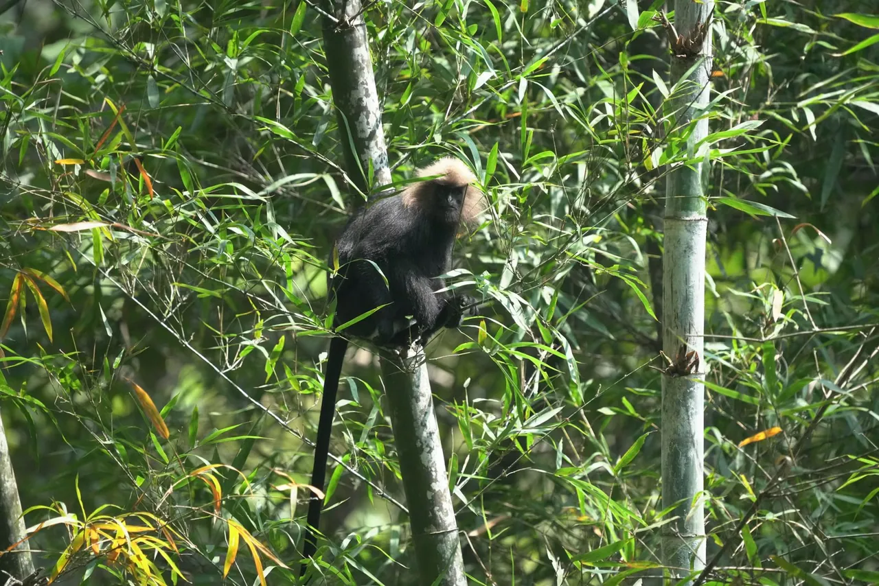Nilgiri langur sitting in a bamboo thicket